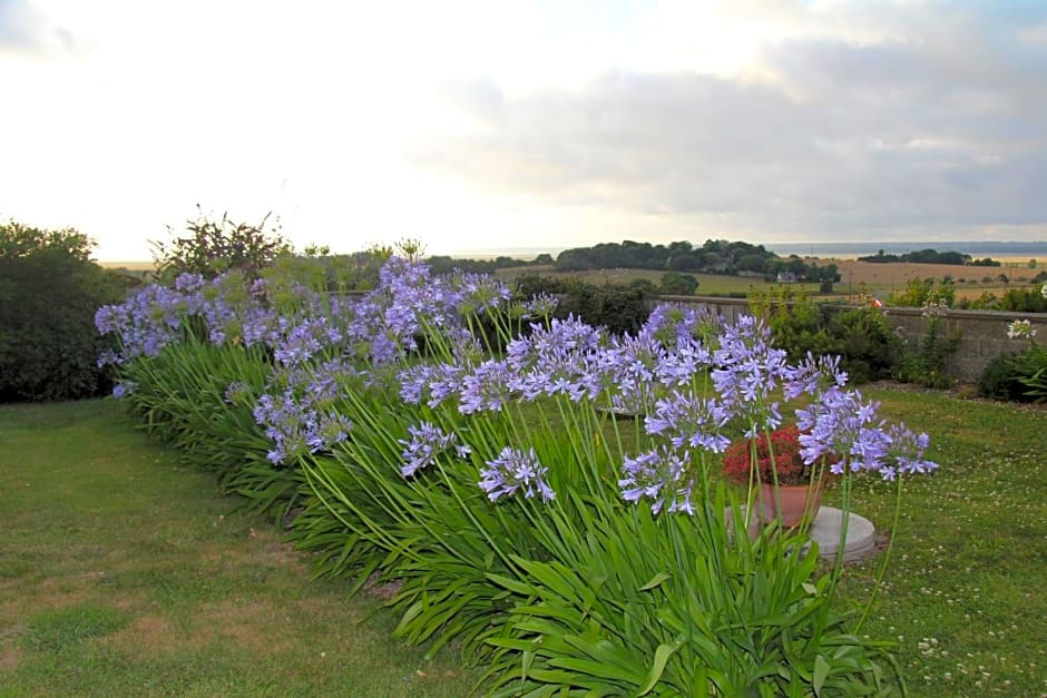 Les Agapanthes