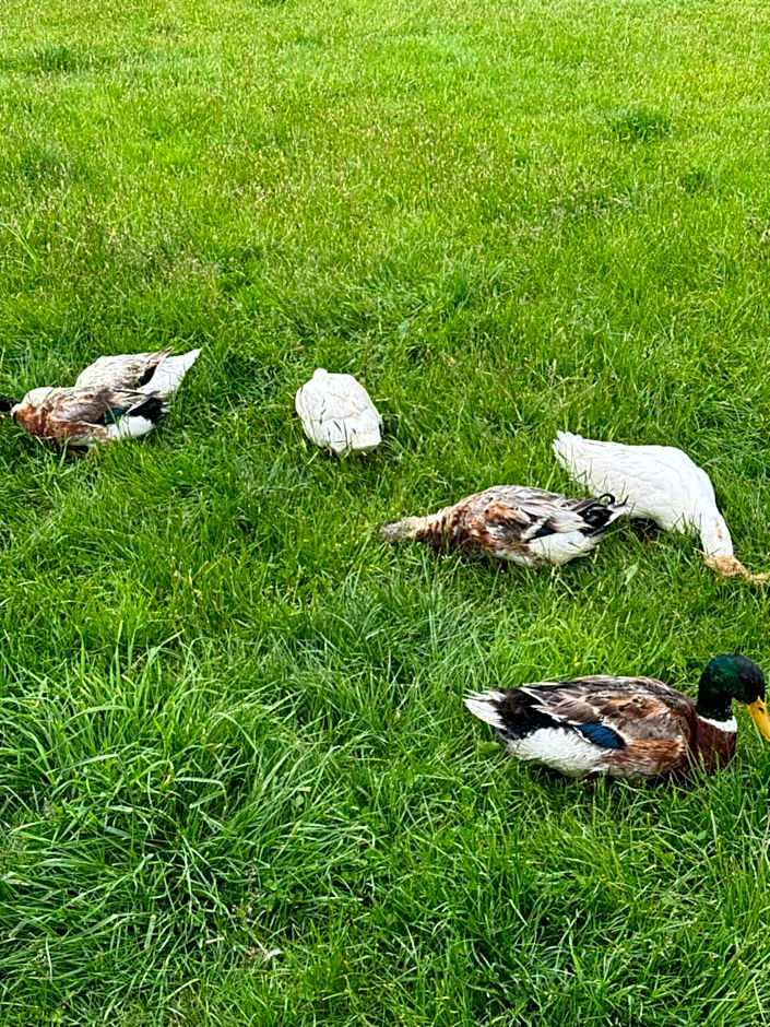 Athol Country Bed & Breakfast