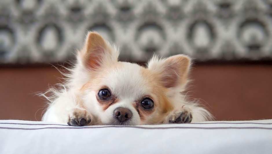 Motel Forrest Rockville