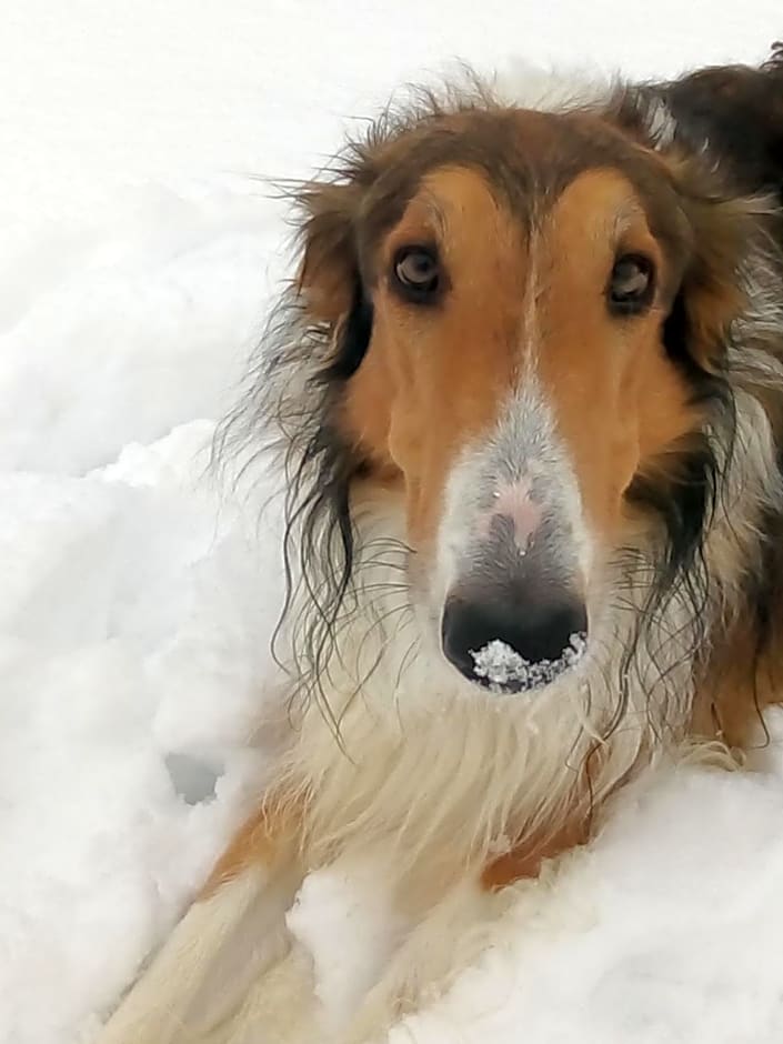 Swiss Borzoi House