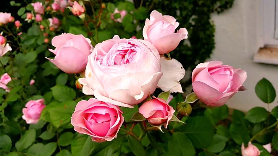 Boutiquehotel Goldene Rose - self-check-in