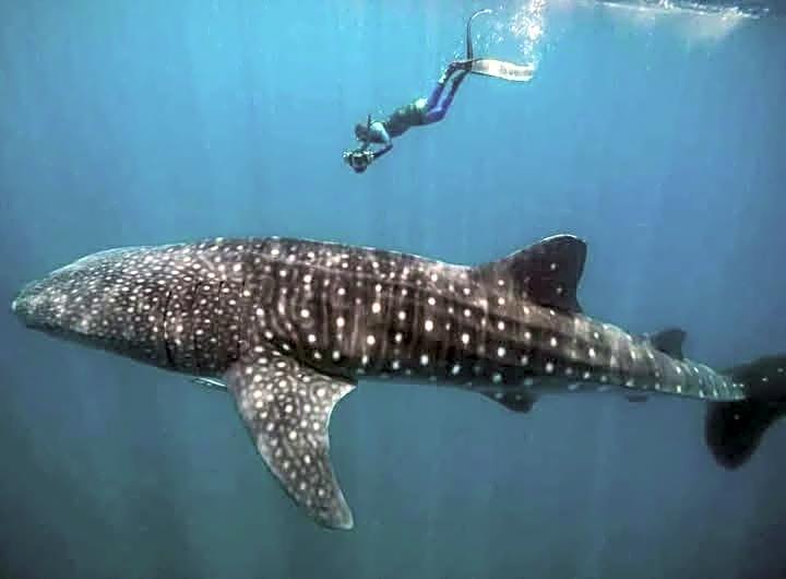 Mtende Beach Bungalow océan view & secret Beach