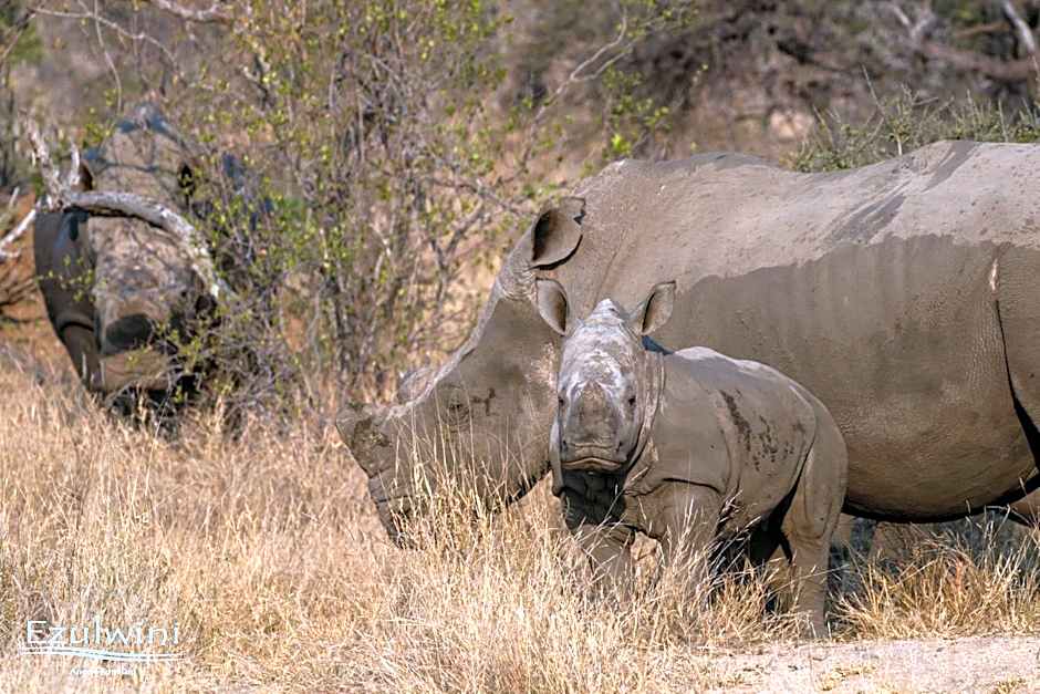 Ezulwini Game Lodges