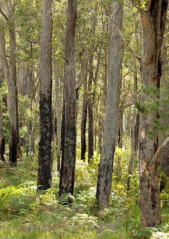 Margarets Forest Holiday Apartments