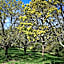 Aux Arbres Chanteurs