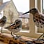The Harnser, Cley