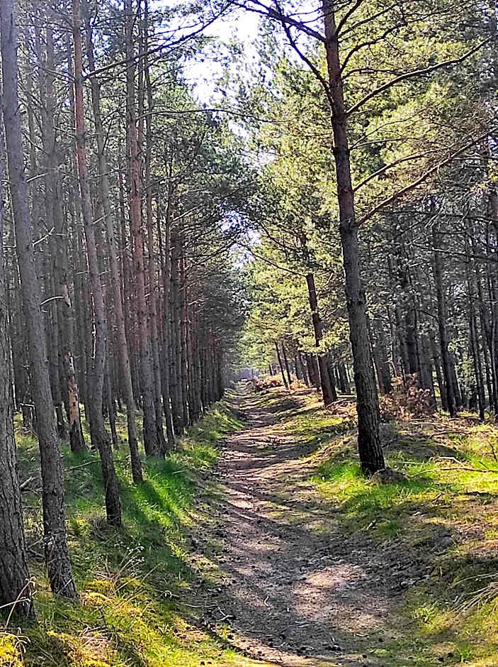 Jantar, dom blisko plaży z sauną