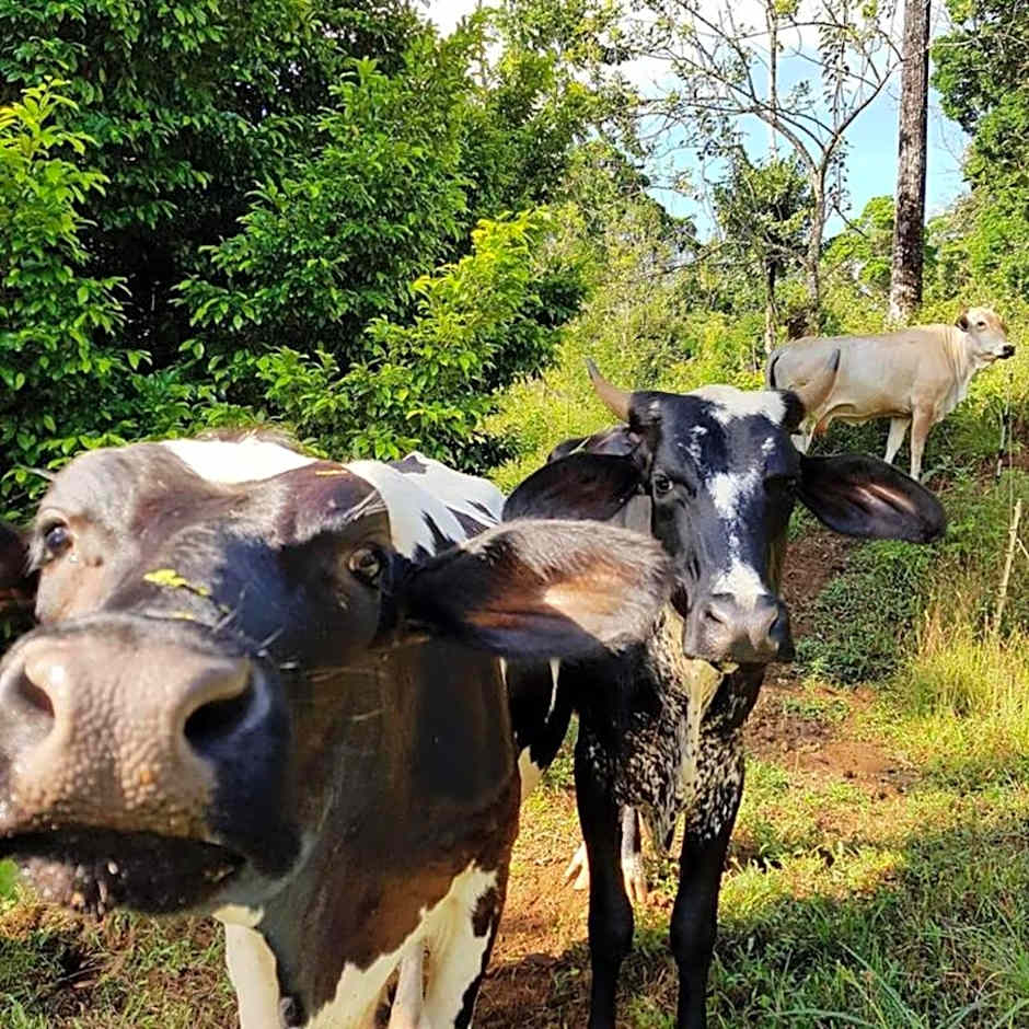 Finca Luna Nueva Lodge