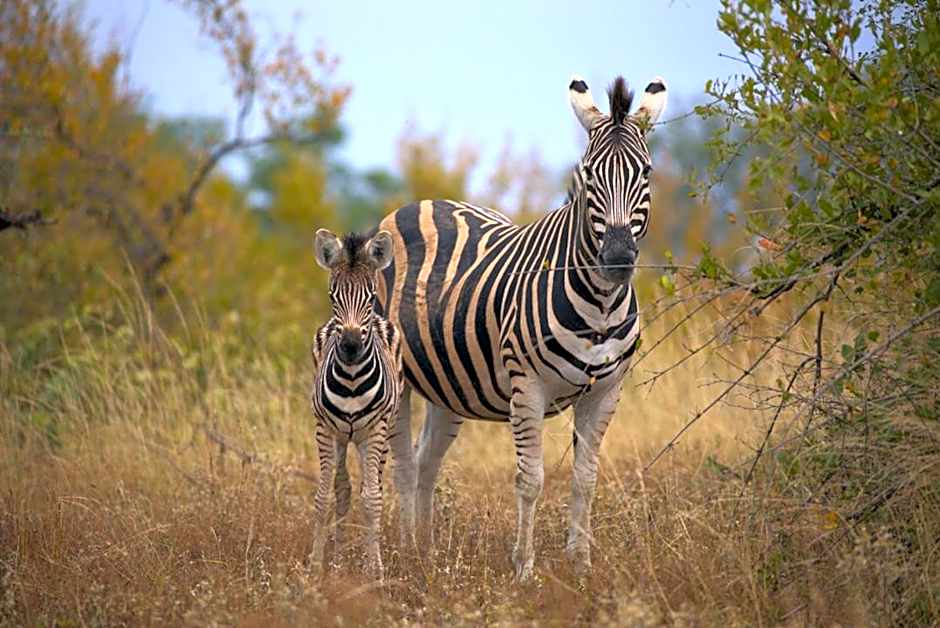Imagine Africa Luxury Tented Camp