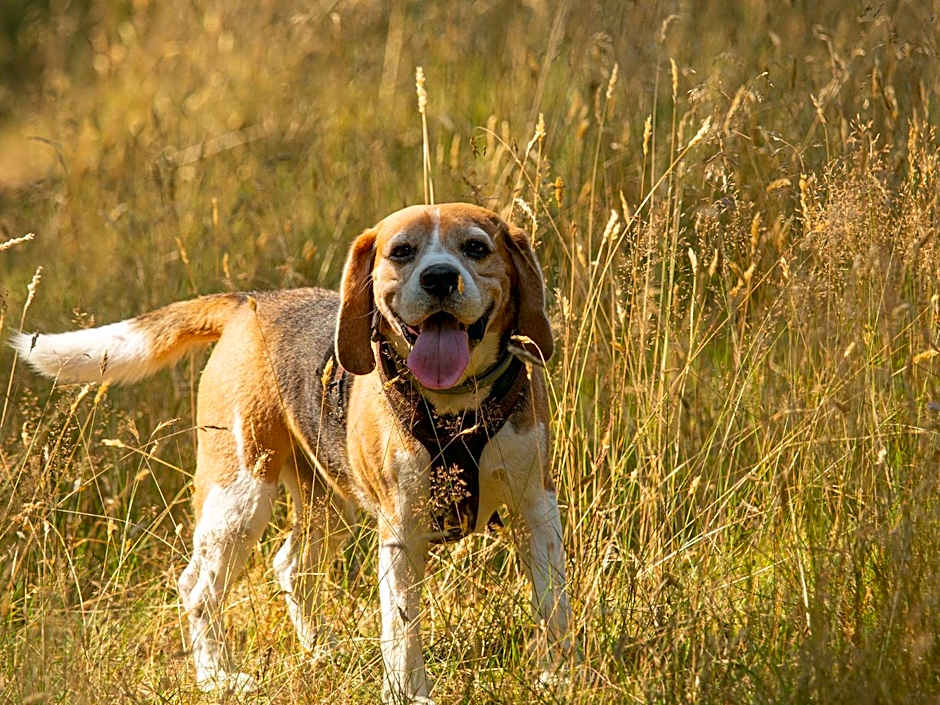 Stary Młyn Strzeszyn - Soft All Inclusive