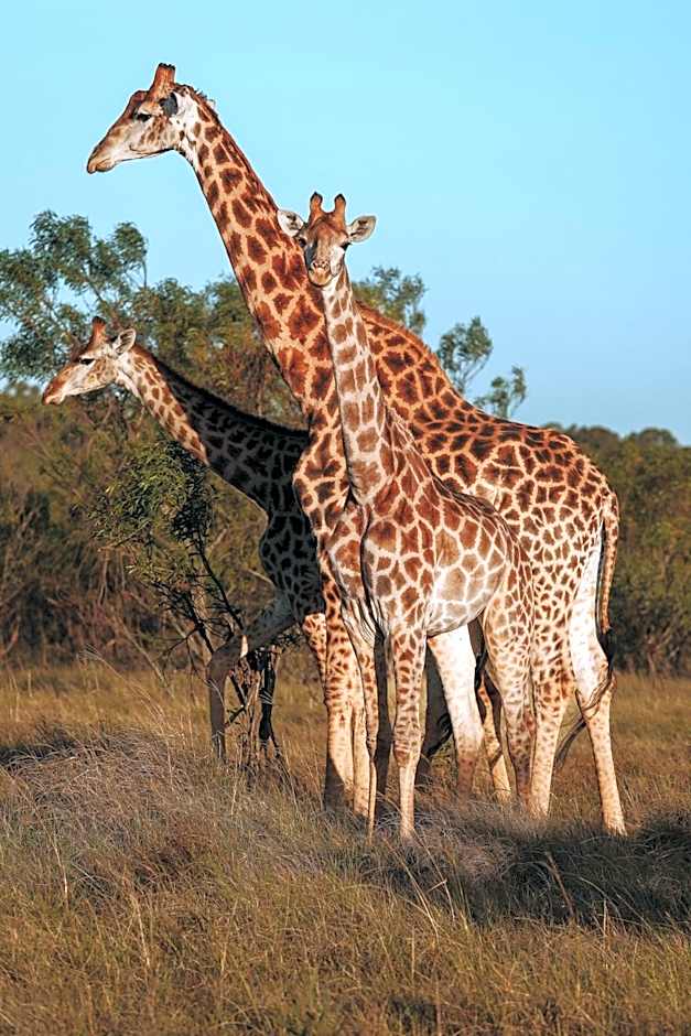 Nyosi Wildlife Reserve