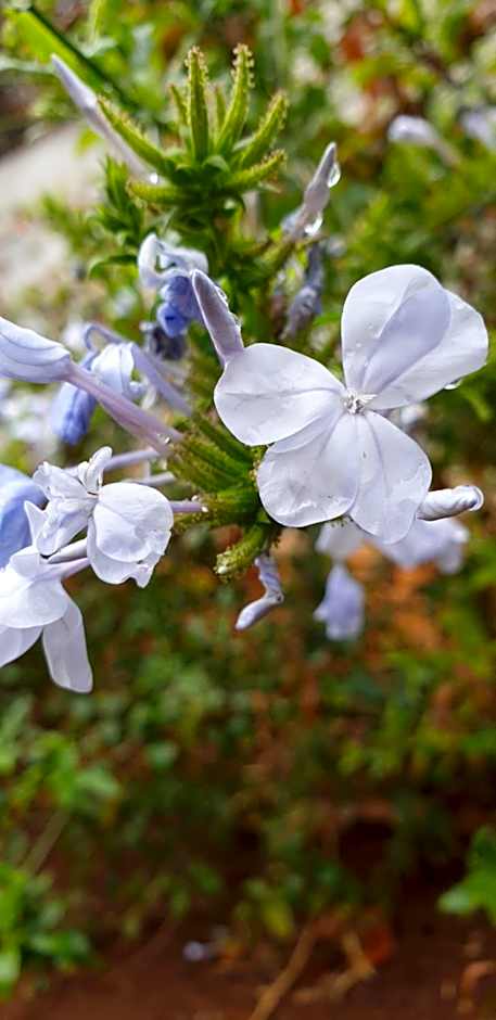 Haggards on Hilldrop