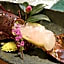 Daitokuji Sushicho