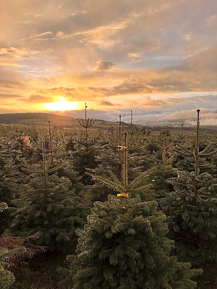 Kinnaird Woodland Lodges