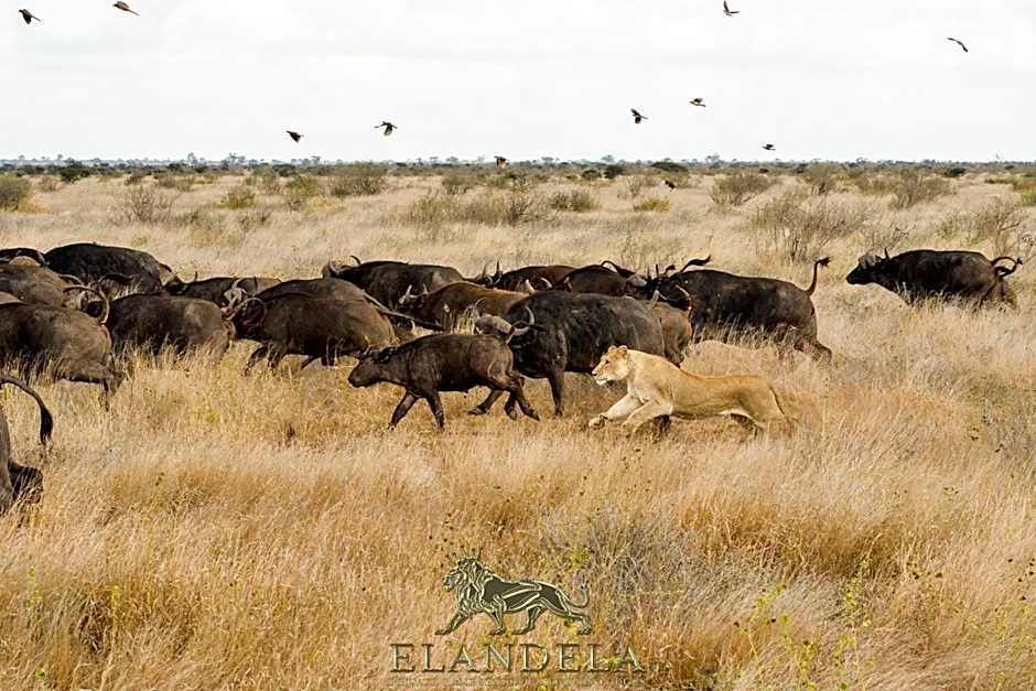 Elandela Private Game Reserve and Luxury Lodges Pty Ltd