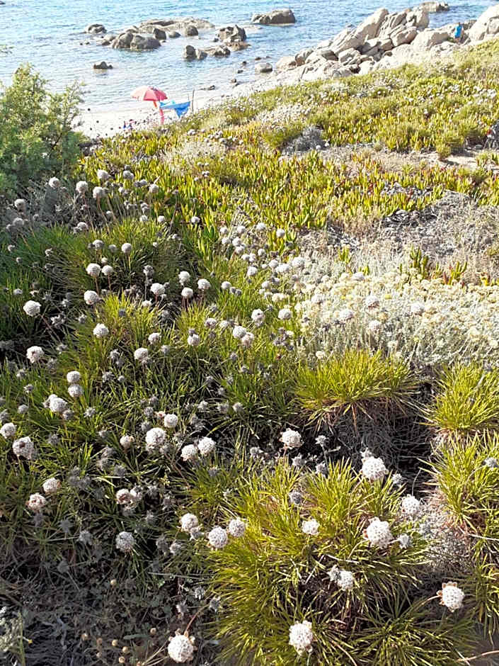 casa mirice in residence con piscina ,wifi,climatizzatore vicino al mare