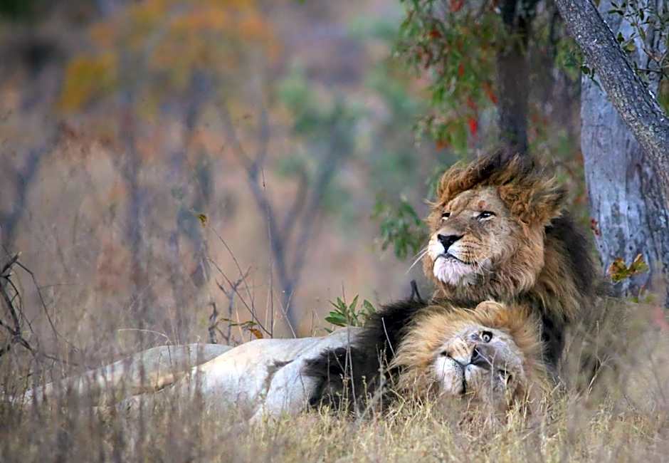 Makweti Safari Lodge