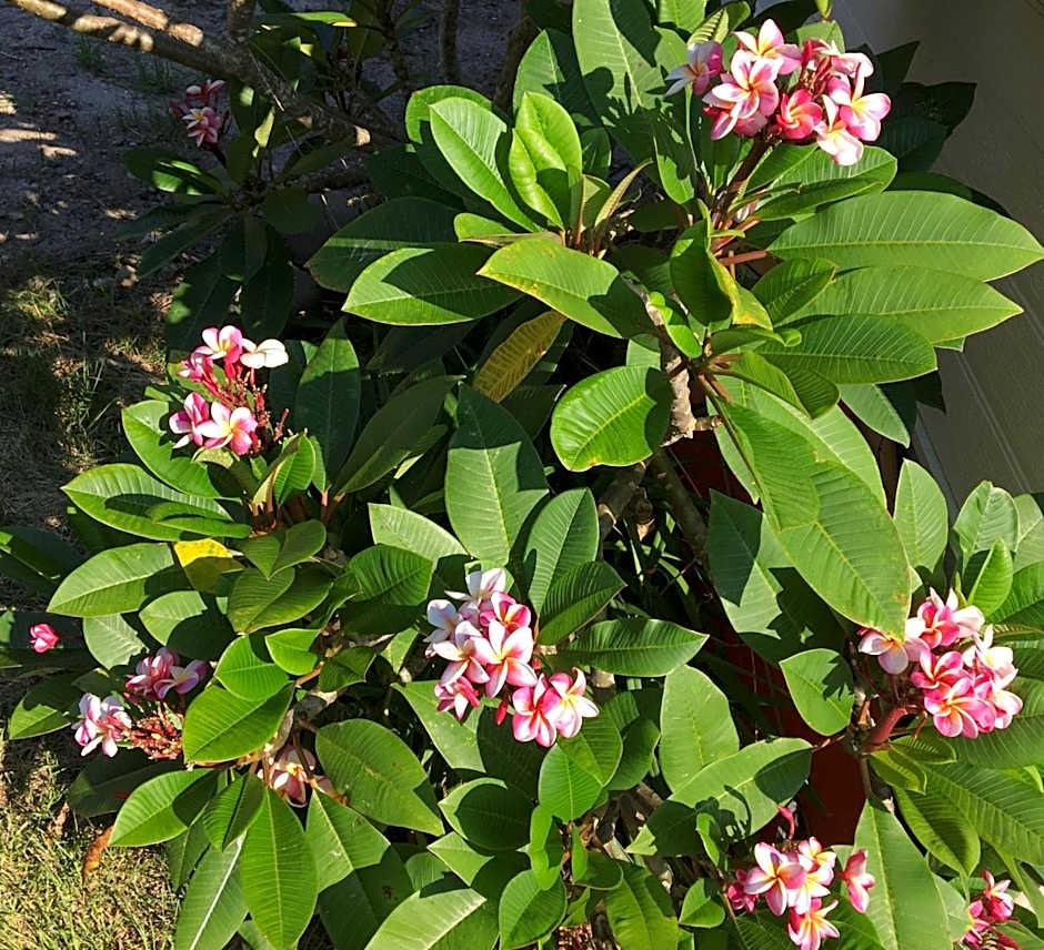 Ikokujyoucho - Vacation STAY 35774v