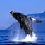 Park Royal Homestay Los Cabos