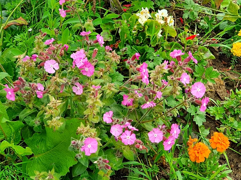 Dartmoor Reach Alpaca Farm