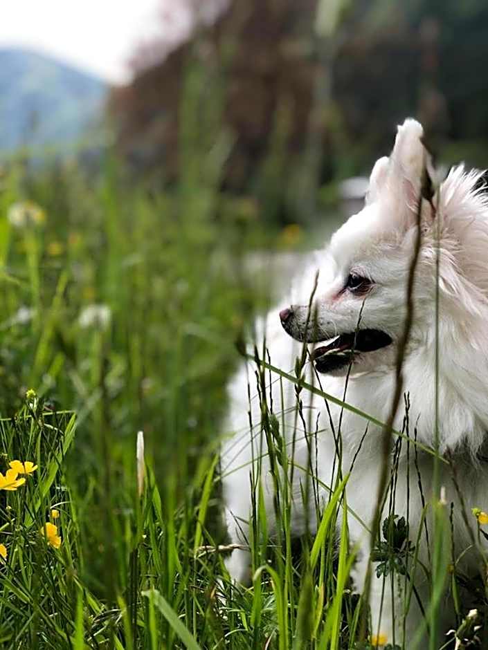 ALPieve Albergo Pieve