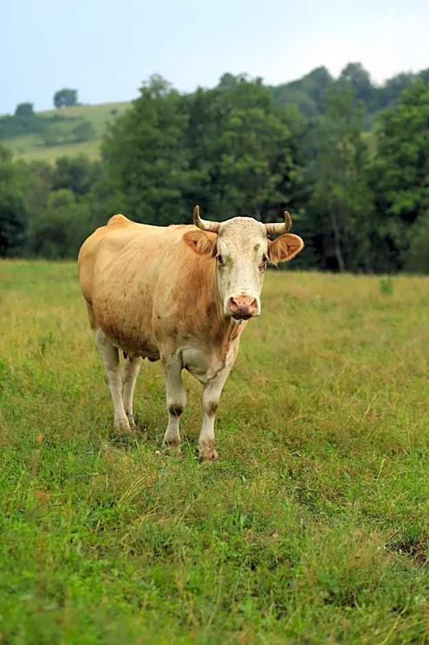 Domki w Smolniku z możliwością apiterapii