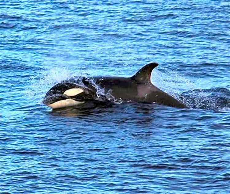 Hot Tub Haven Farr North 2