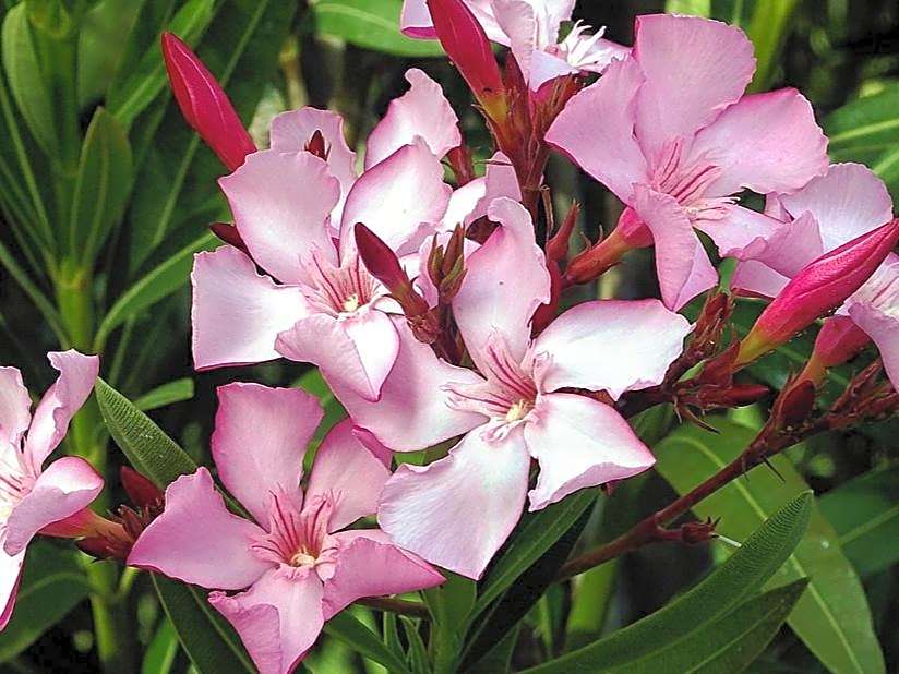 Oleander Hof