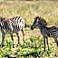Thaba Eco Hotel
