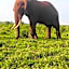 Tausa Tsavo Eco Lodge