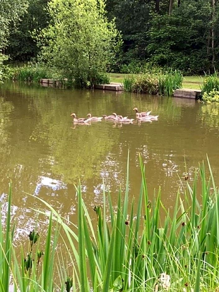 Hollicarrs - Lilypad Lodge