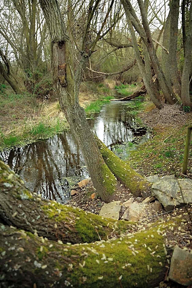 Señorío de Los Bazán