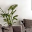 ZEN Central Apartments