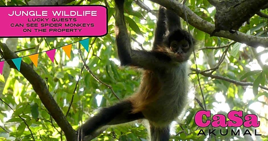 CaSa AKUMAL