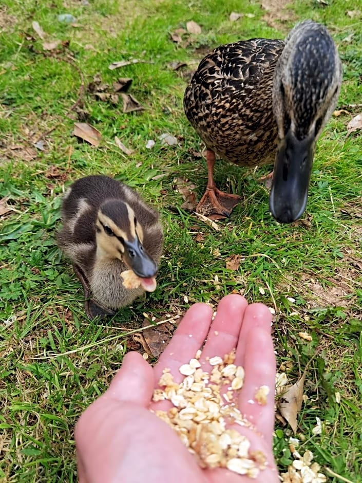 Bonnie Banks Lodge Ardlui