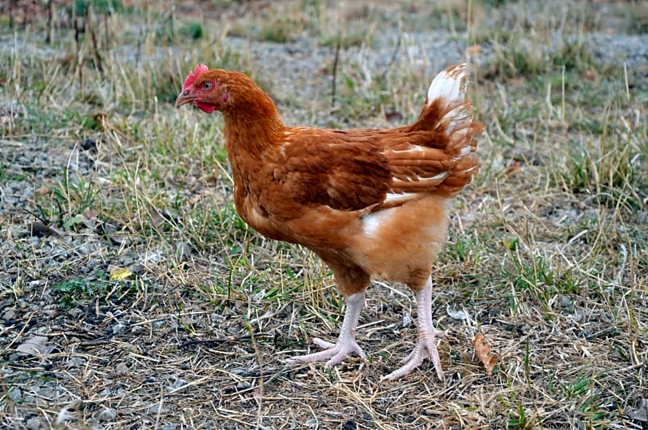 Chambres d'hôtes Maison Les Galettes