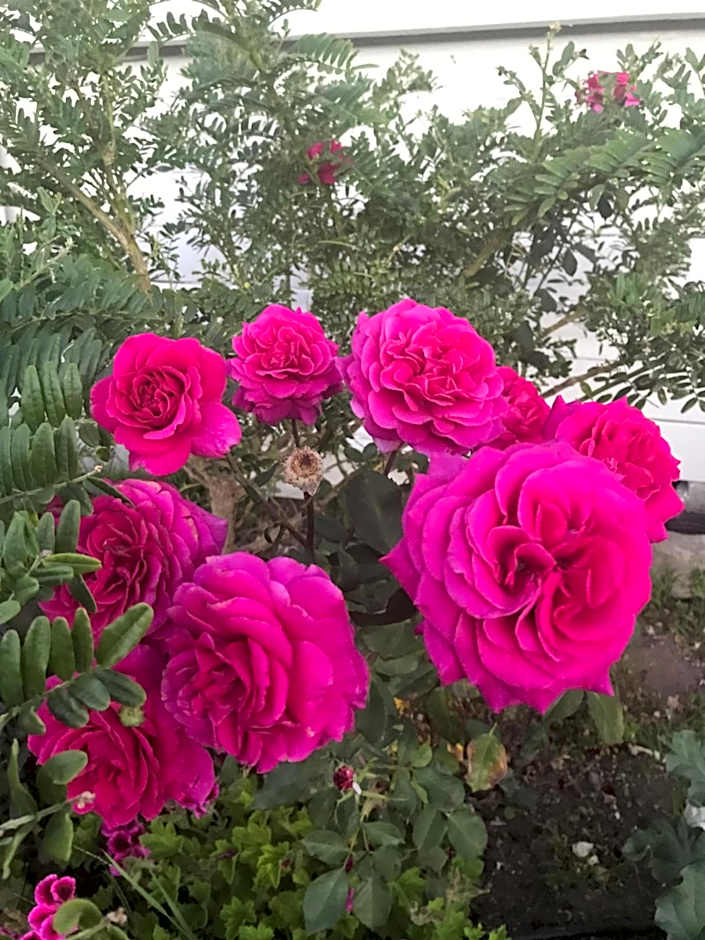 Picton House B&B and Motel