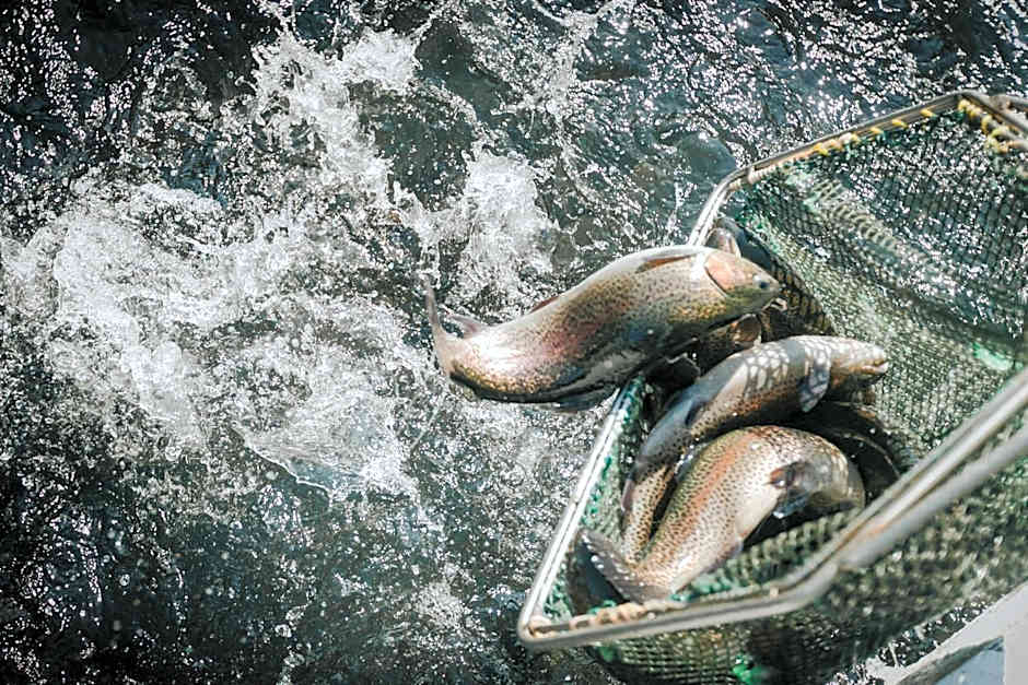 Lostrita - Pastravarie, Hotel & SPA