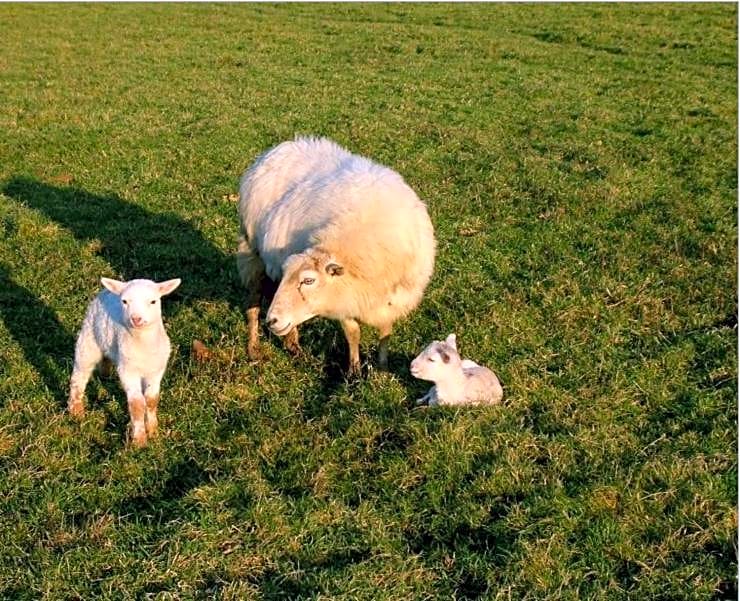 Chambres d'Hôtes Oyhanartia