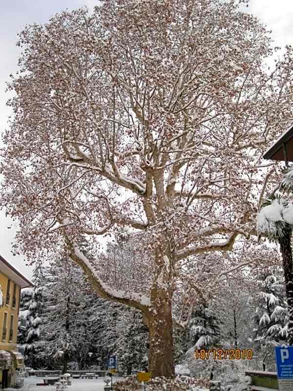 Albergo Centrale Tarcento