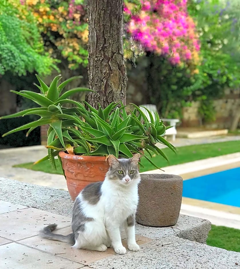 Alacati Zeytin Konak Hotel
