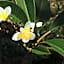 Gite des Acacias