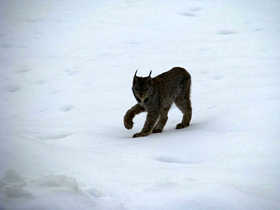 Wolfwood Guest Ranch