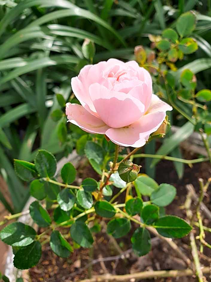 Peaches & Cream Bed & Breakfast