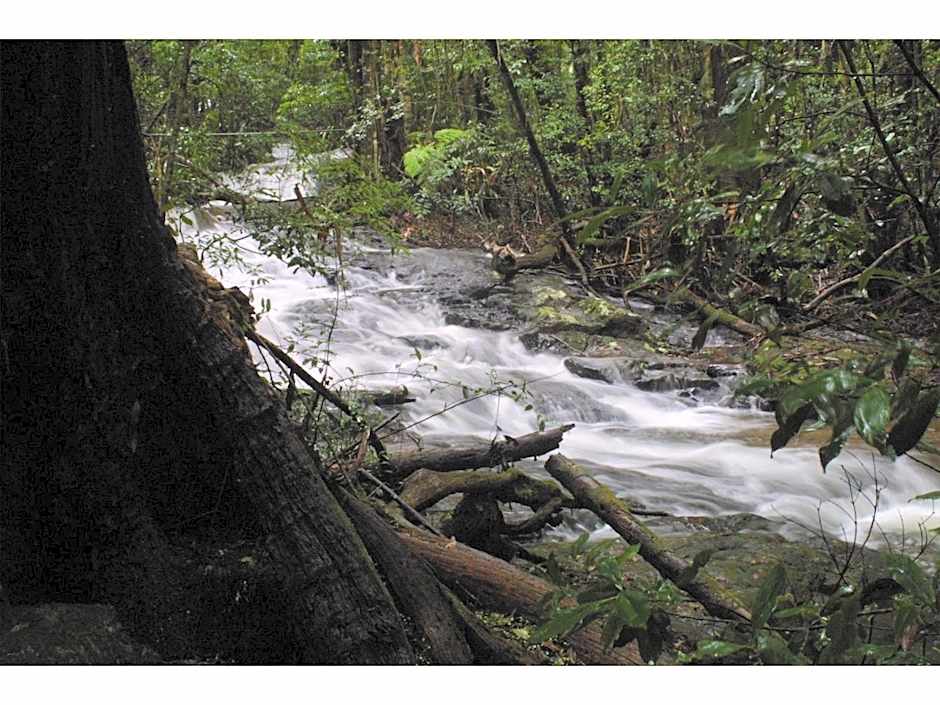 The Mouses House Rainforest Retreat