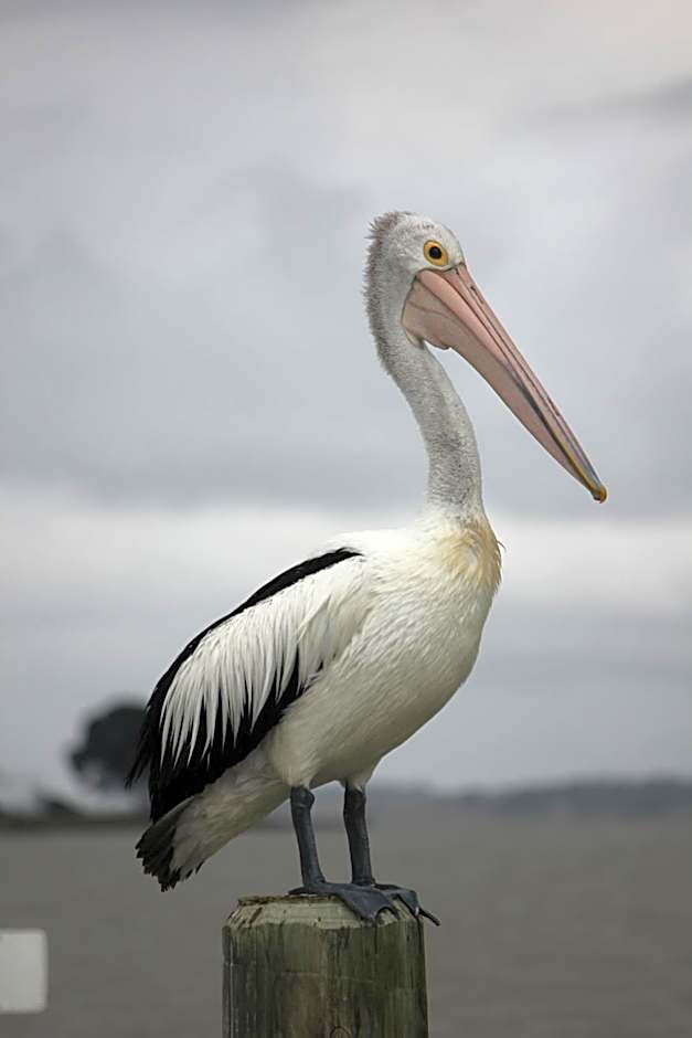 Boathouse - Birks River Retreat