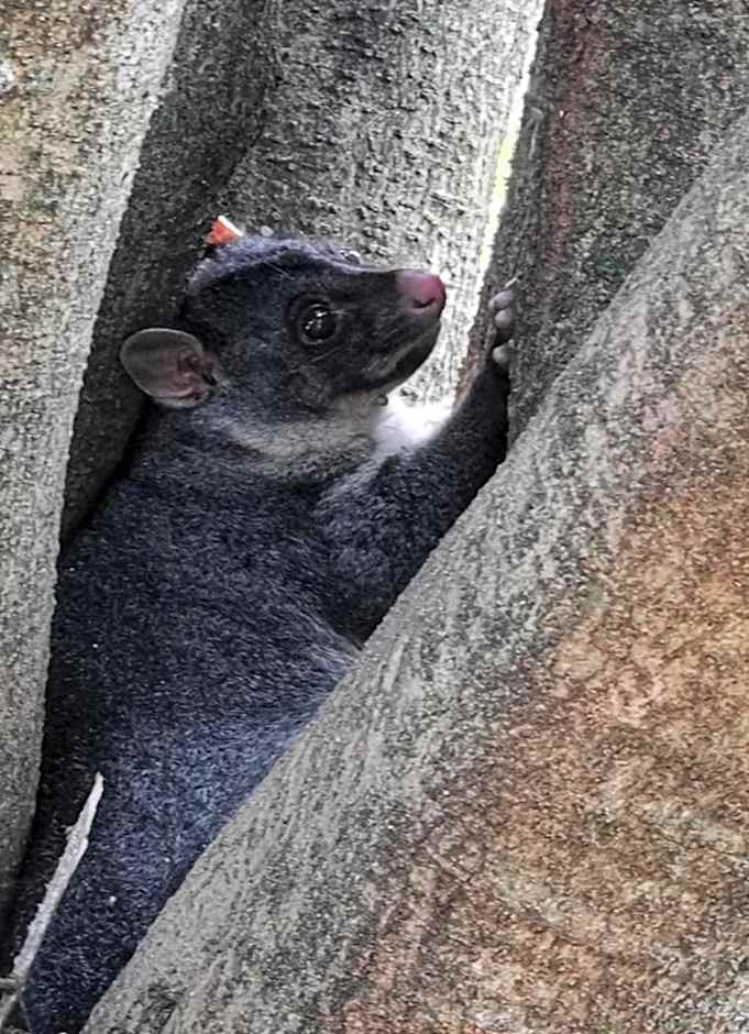 Wyndover Mountain Retreat