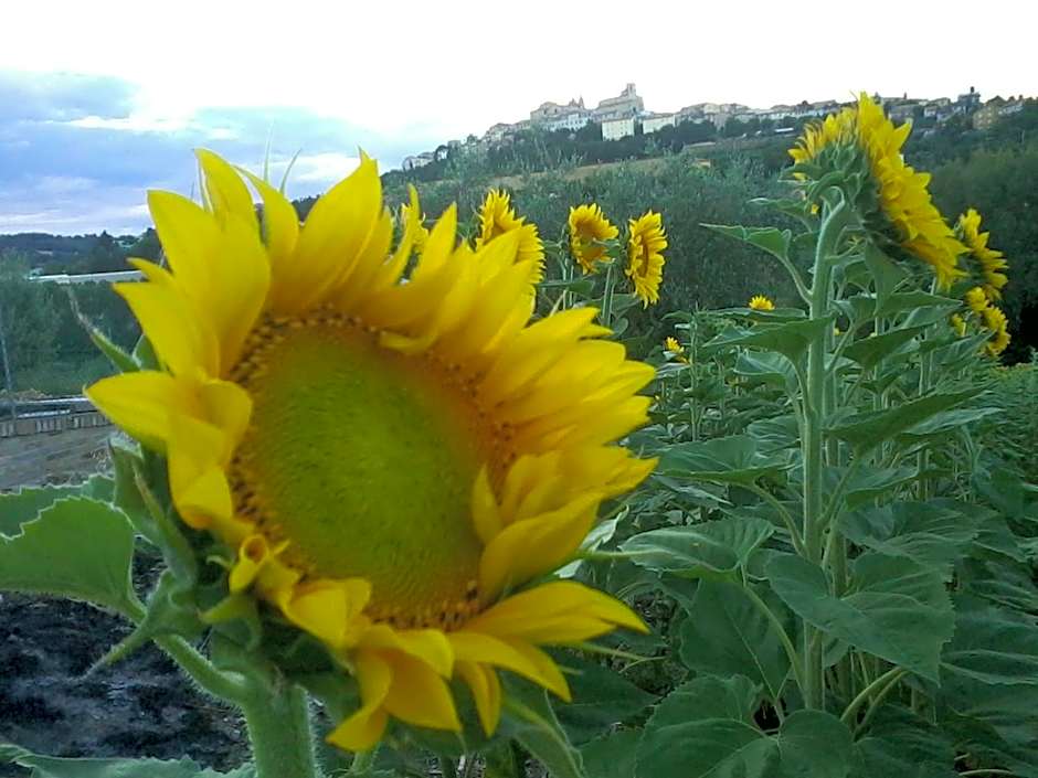 Bed and breakfast Aratro & Rosmarino