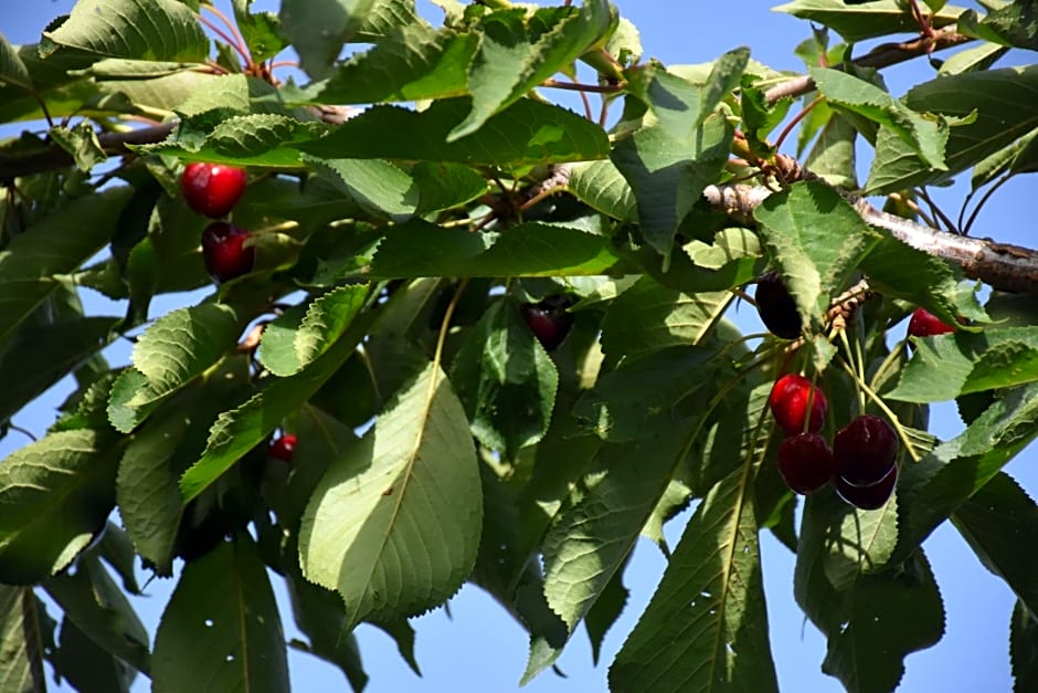 Le Querce Dell'Etna B&B