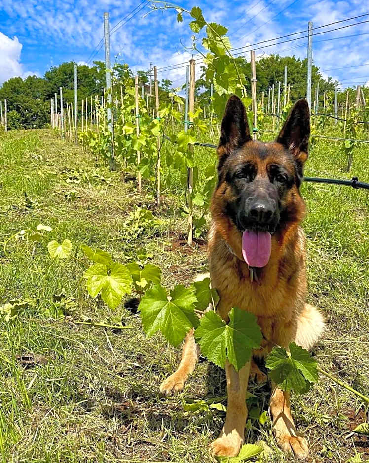 Donna Vittori - Borgo Agricolo